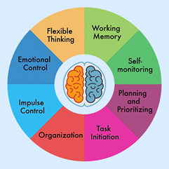The diagram is a circle with a picture of a brain in the centre. The circle is divided into 8 different coloured segments which represent behaviours that we need executive function for. These are: Working memory, self-monitoring, planning and prioritising, task initiation, organisation, impulse control, emotional control, flexible thinking.